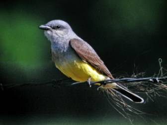 Western Kingbird, Photo by Jo Heindel