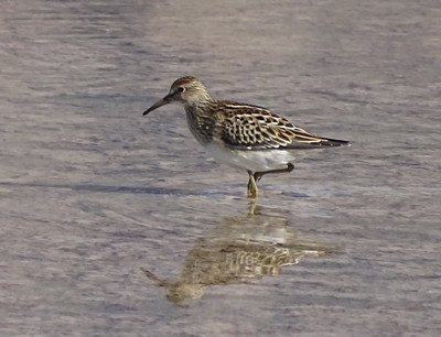 Pectoral Sandpiper at Owens Lake, photo by Nancy Overholtz