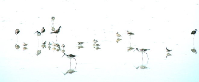 Stilts and other shorebirds at Owens Lake, photo by Mike Prather