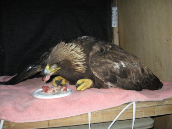 Golden Eagle with lead poisoning