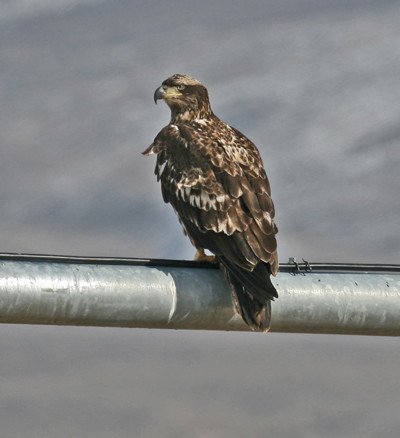 Immature Bald Eagle, photo by Tom Heindel