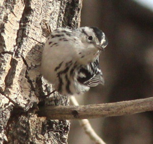 Black-and-white Warbler, photo by Debby Parker