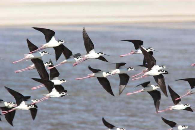 Black-necked Stilts at Owens Lake, Photo by Debby Parker