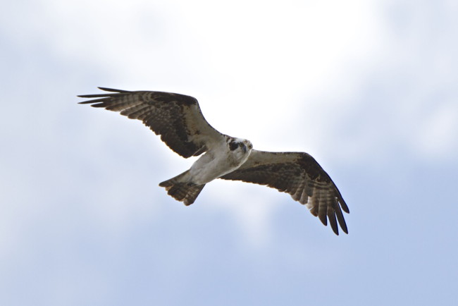 Bird of the Month for September: Osprey