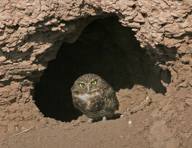 Burrowing Owl, photo by Jo Heindel