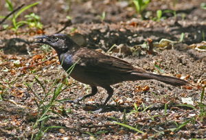 Common Grackle, rare in Inyo County - photo by Tom Heindel