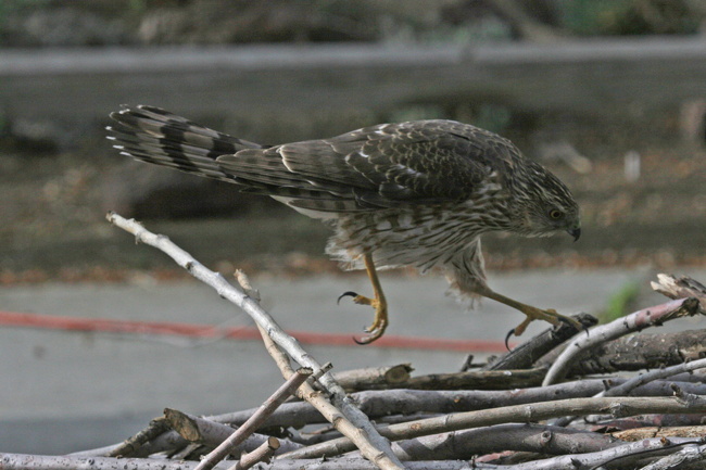A Cooper's Hawk may dine on the buffet of birds at your feeders! Photo by Jo Heindel