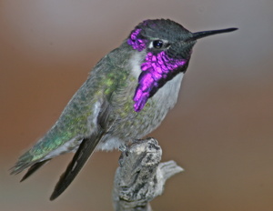 Costa's Hummingbird, photo by Tom Heindel