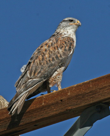 Ferruginous Hawk, photo by Tom Heindel