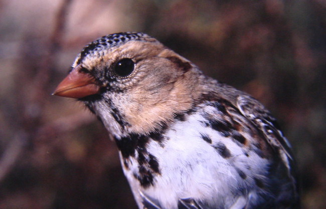 Harris's Sparrow, photo by Tom Heindel