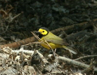 Hooded Warbler, photo by Debby Parker