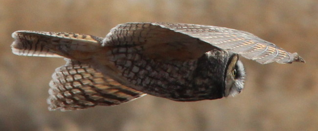 Long-eared Owl in flight