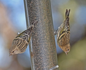 Pine Siskins at a Thistle Feeder, Photo by Tom Heindel