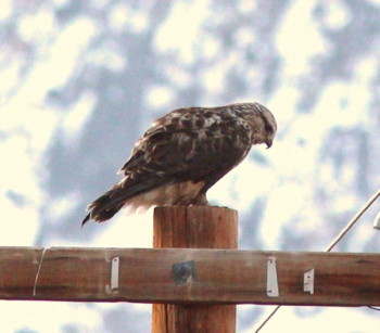 Rough-legged Hawk, photo by Debby Parker