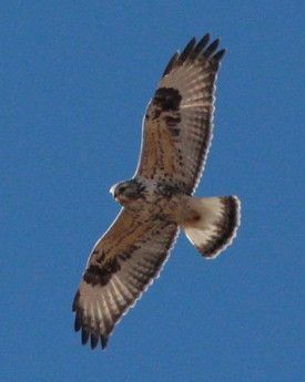 Rough-legged Hawk, photo by Debby Parker