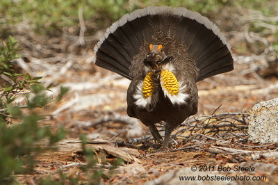 Sooty Grouse from Susan Steele's Kern County Big Year