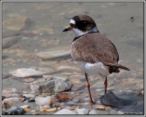 Semi-palmated Plover - photo by Ali Sheehey