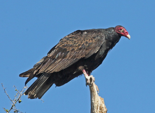 Turkey Vulture, Photo by Tom Heindel