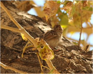 Mystery Sparrow, Photo #2
