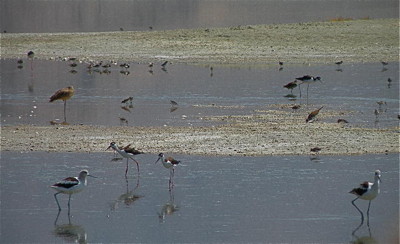 Shorebirds on Owens Lake, Photo by Michael Prather