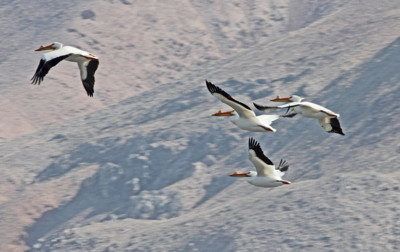 Closer view of White Pelicans in flight