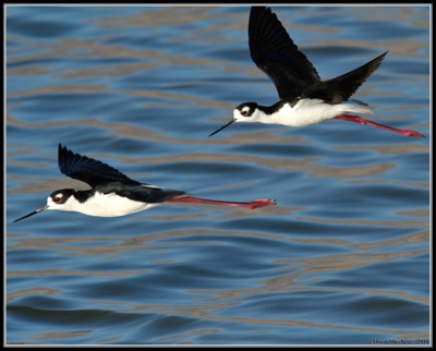 Black-necked Stilts over Owens Lake, photo by Ali Sheehy