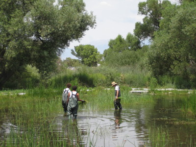 IMACA Youth pulling pond weeds at the COSA