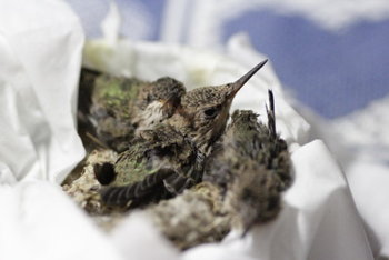 Baby hummingbirds blown out of their nest by a leafblower!