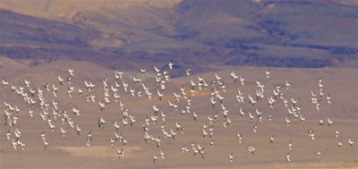 Owens Lake birds