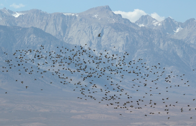 Shorebird flock with Sierra backdrop, photo by Kerry Wilcox