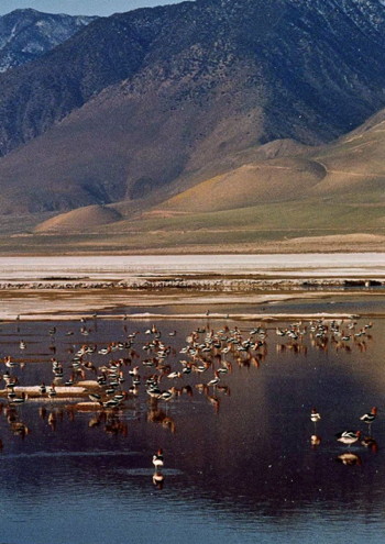 Avocets on Owens Lake, Photo by Michael Prather