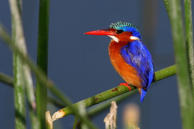 Malachite Kingfisher, Ethiopia