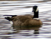 Aleutian Canada Goose; photo by Chris Howard