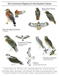 Ten Common Raptors in the Eastern Sierra poster