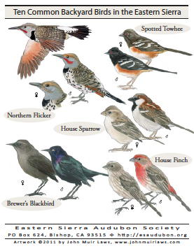 Ten Backyard Birds Poster