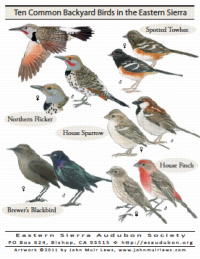 10 Backyard Birds in the Eastern Sierra