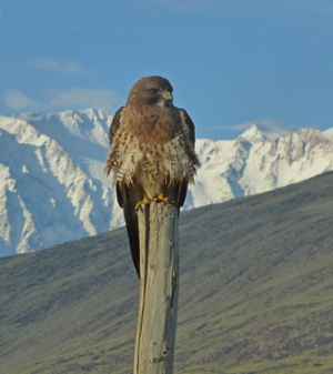 Swainson's Hawk with Sierra backdrop