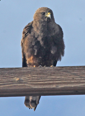 Swainson's Hawk with dark plumage, photo by Tom Heindel