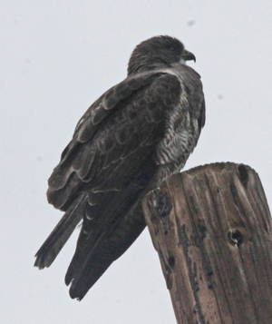 Swainson's Hawk, photo by Tom Heindel