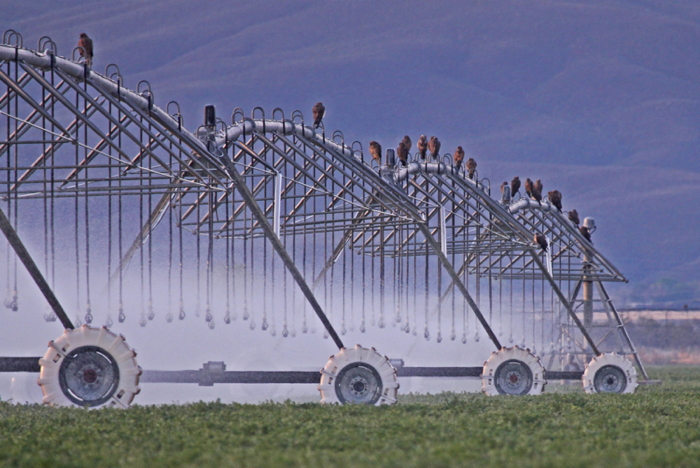 Swainson's Hawks weighing down the piplines