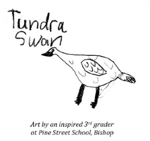 Tundra Swan Drawing