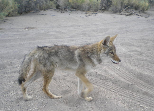 Coyote Pup being released