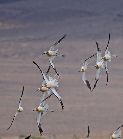 Banking Avocets, Owens Lake, Photo by Gail Klett