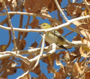 Bay-breasted Warbler, photo by Russel Kokx