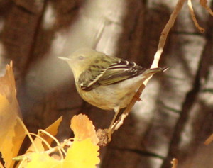 Blackpoll Warbler, photo by Debby Parker