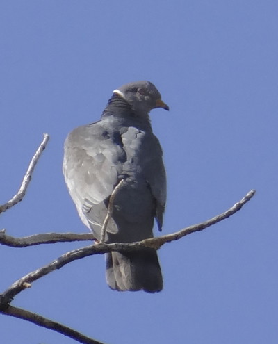 Band-tailed Pigeon by Nancy Overholtz