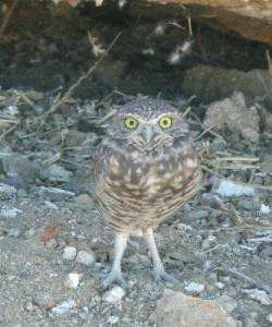Burrowing Owl near Bishop, photo by Debby Parker