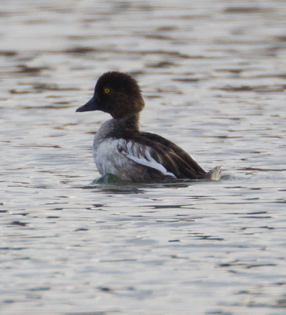 Common Goldeneye — Eastside Audubon Society