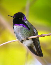 Costa's Hummingbird, photo by Kelli Heindel