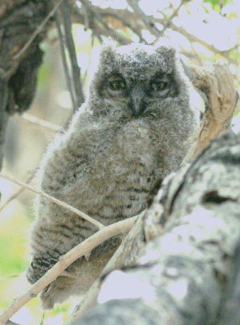 Baby Great-horned Owl, just out of the nest. Photo by Debby Parker
